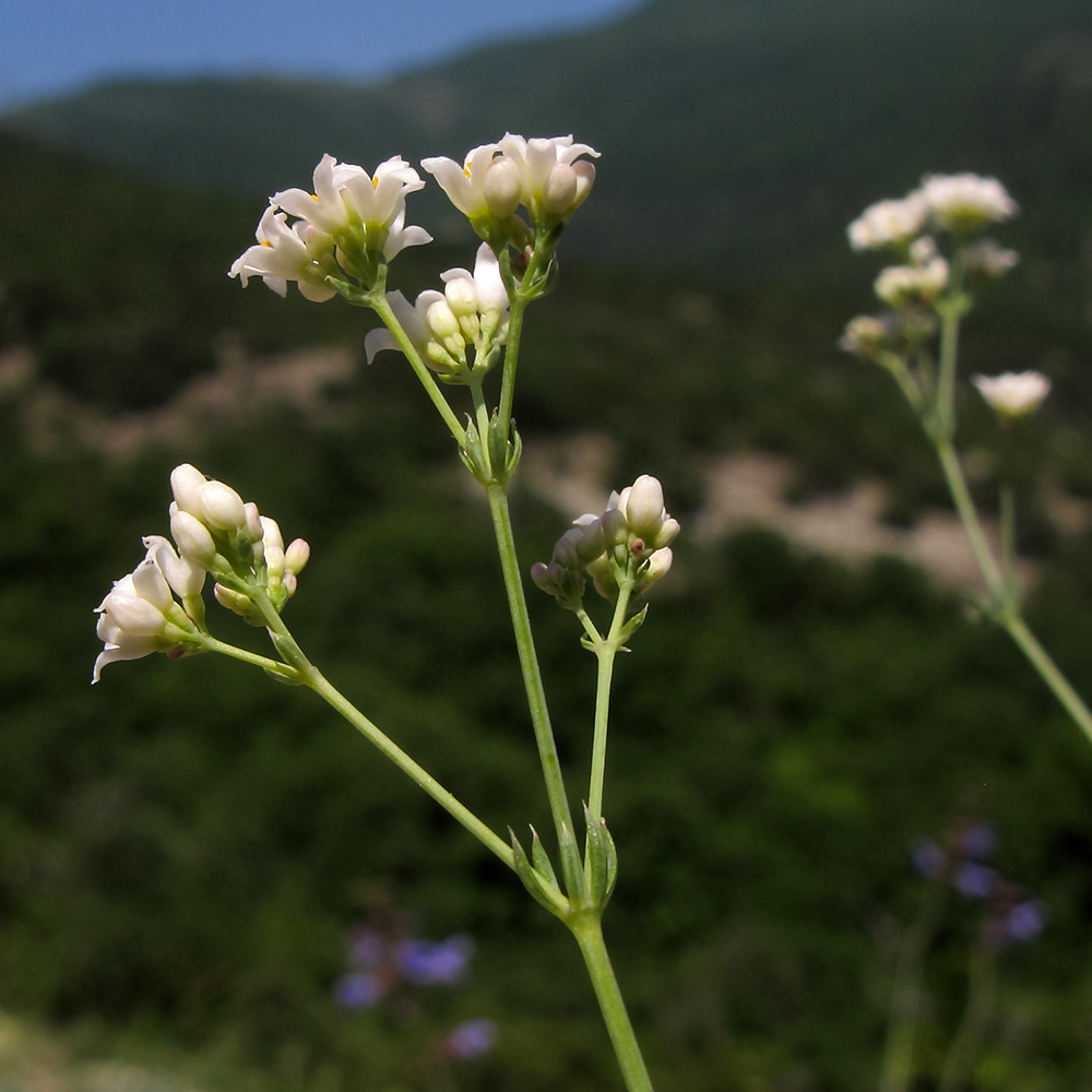 Image of Galium biebersteinii specimen.