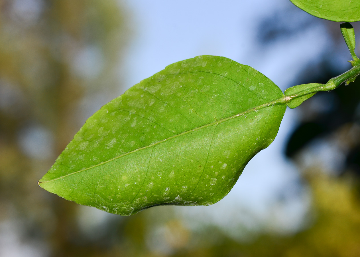 Image of Citrus × paradisi specimen.