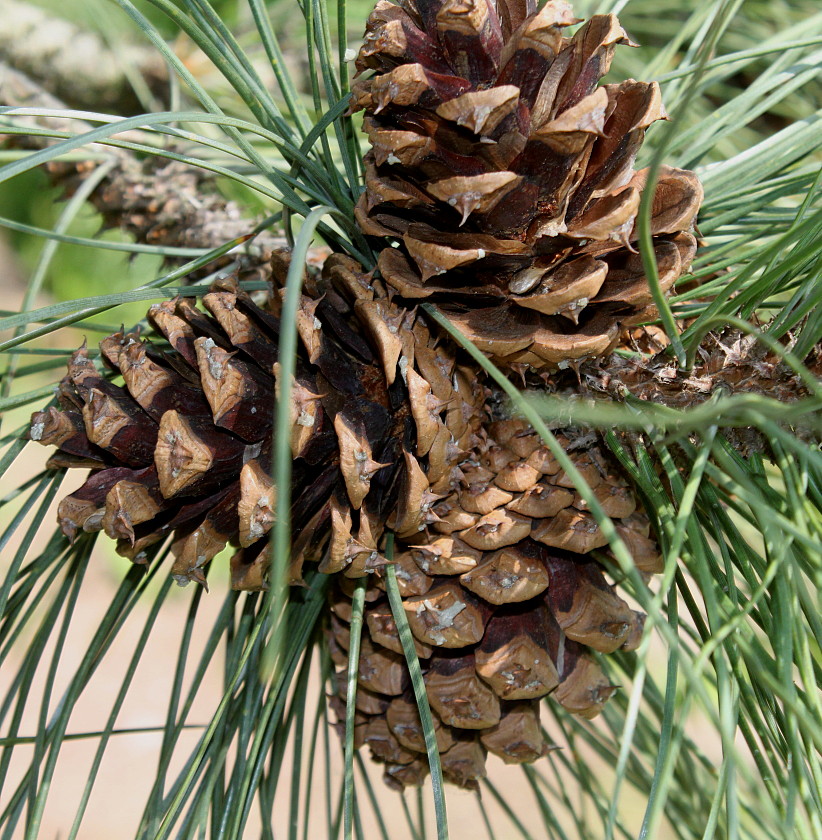 Изображение особи Pinus ponderosa.