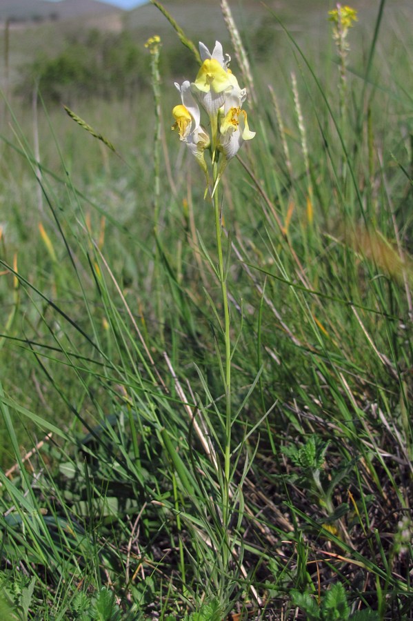 Image of Linaria macroura specimen.