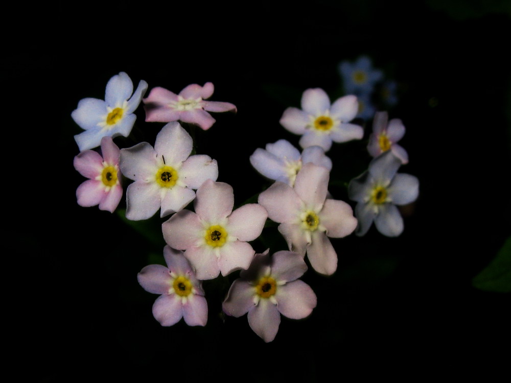 Изображение особи Myosotis butorinae.