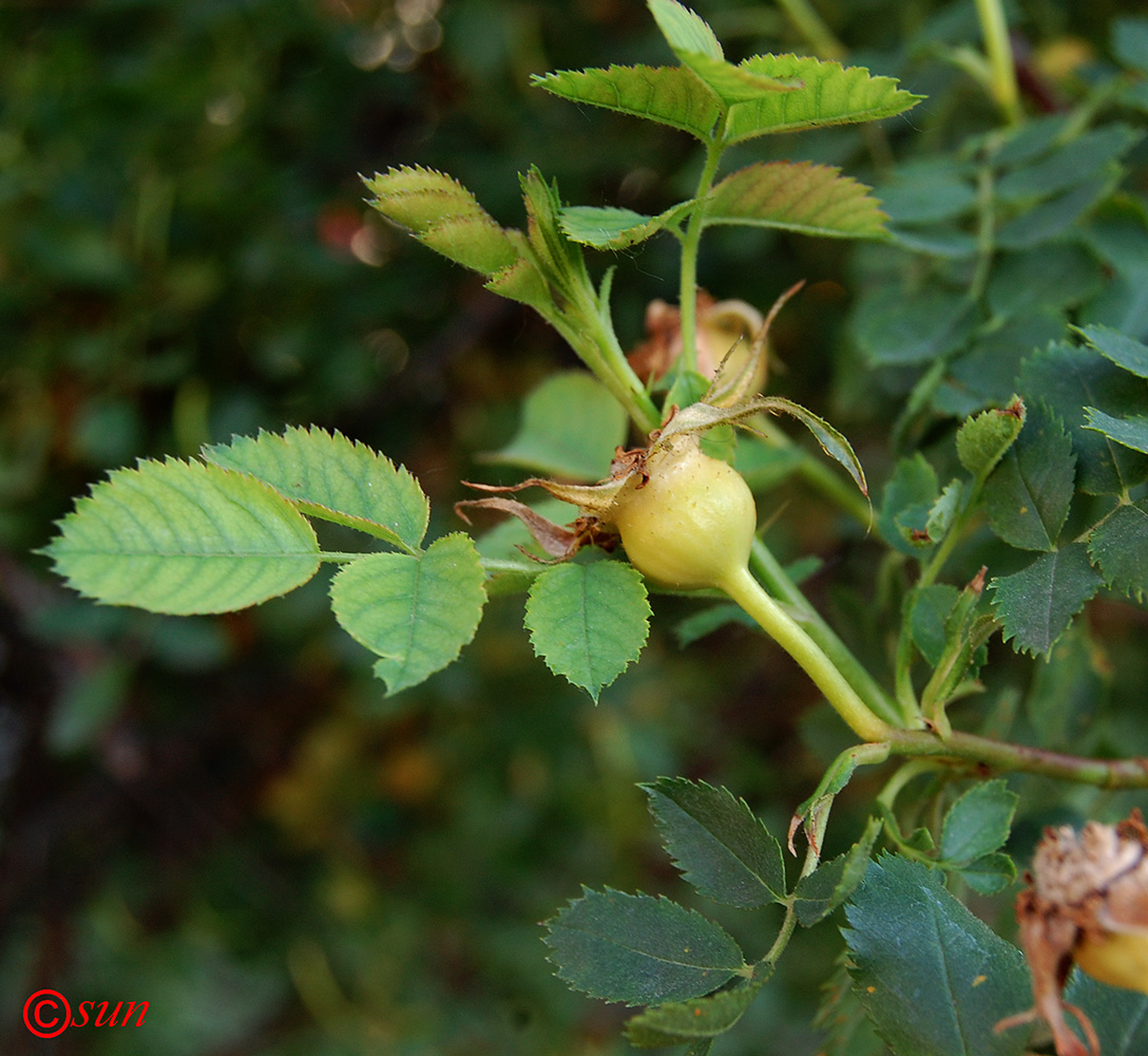 Image of genus Rosa specimen.