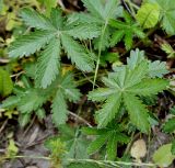 Potentilla thuringiaca. Листья. Германия, г. Дюссельдорф, Ботанический сад университета. 02.06.2014.