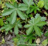 Potentilla thuringiaca