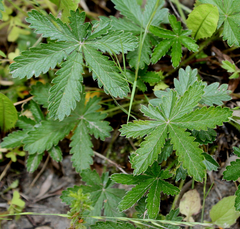 Изображение особи Potentilla thuringiaca.