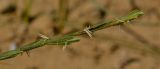 Elytrigia juncea
