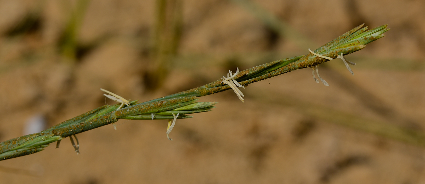 Изображение особи Elytrigia juncea.