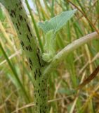 Xanthium orientale. Часть стебля. Краснодарский край, ст. Шкуринская, пойма балки Боброва. 15.07.2009.