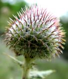 Cirsium euxinum