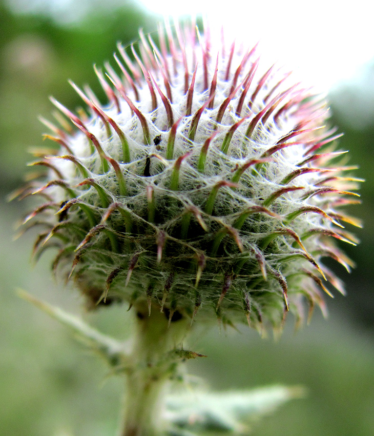 Изображение особи Cirsium euxinum.