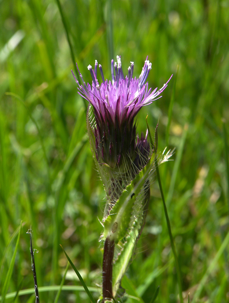 Изображение особи Cirsium simplex.