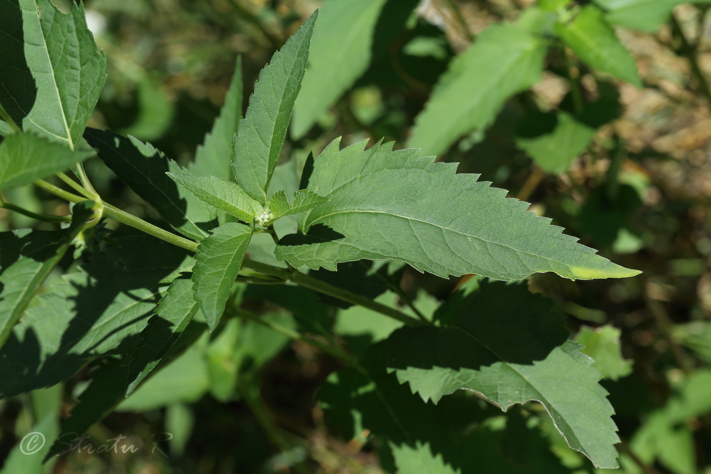 Изображение особи Heliopsis helianthoides ssp. scabra.