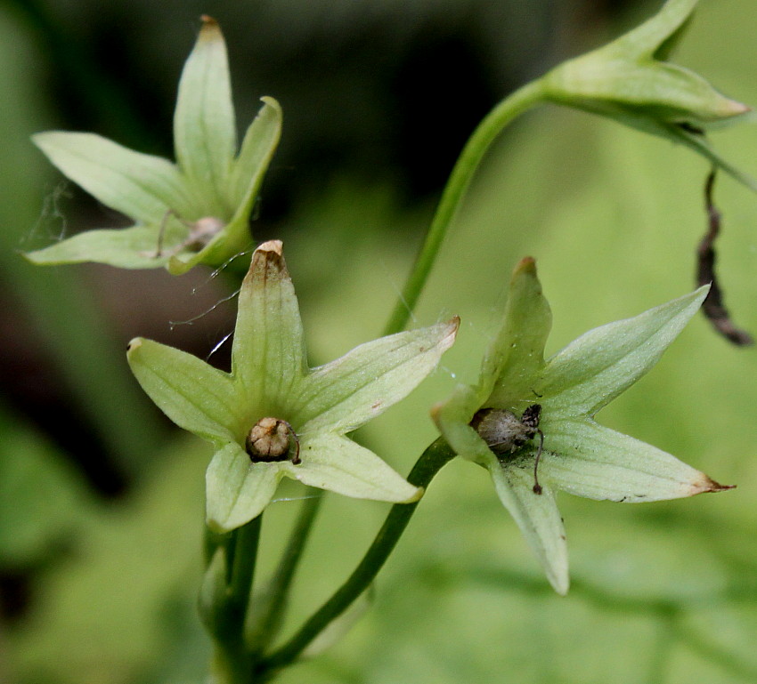 Image of Primula sieboldii specimen.