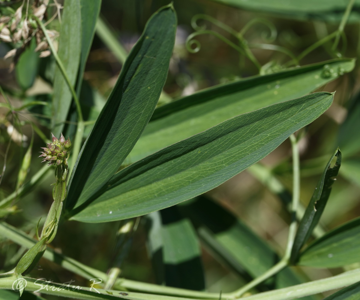 Изображение особи Lathyrus sylvestris.