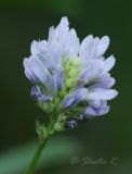 Trigonella procumbens