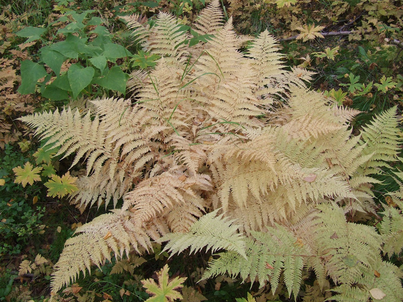 Image of Athyrium filix-femina specimen.