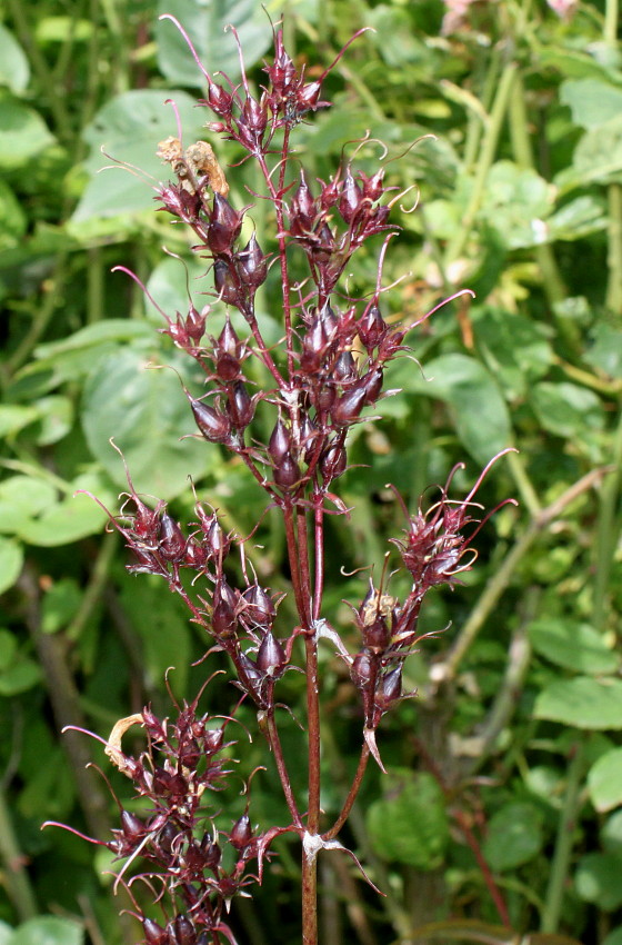 Image of Penstemon digitalis specimen.