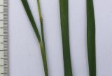 Agrostis planifolia