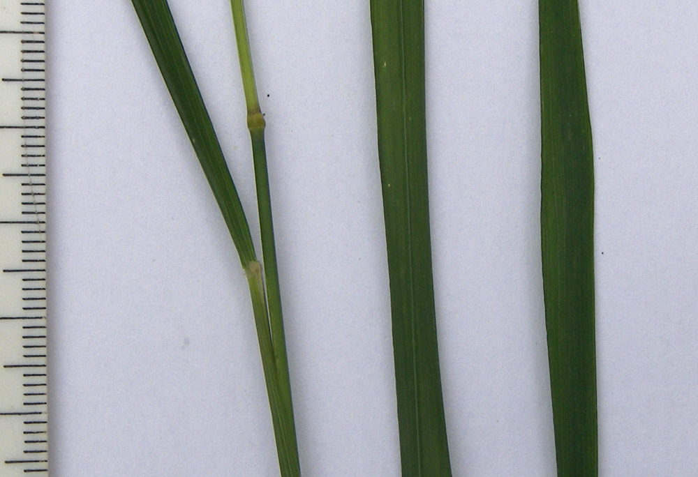 Image of Agrostis planifolia specimen.