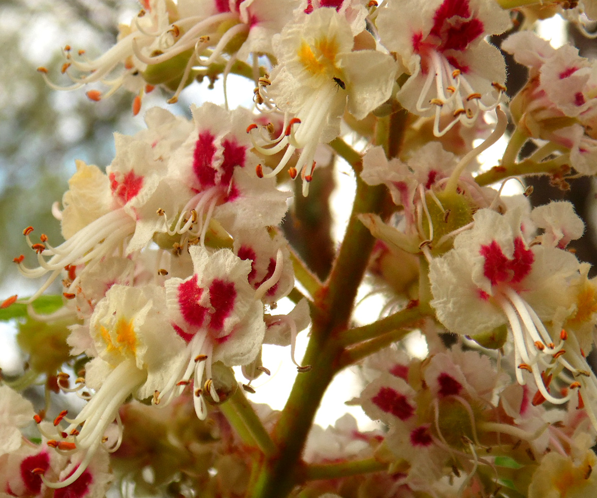 Image of Aesculus hippocastanum specimen.