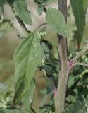 Chenopodium strictum. Часть побега. Греция, Халкидики, окр. с. Неа Потидеа (Νέα Ποτίδαια), берег периодически пересыхающей приморской заболоченной низины. 24.09.2014.