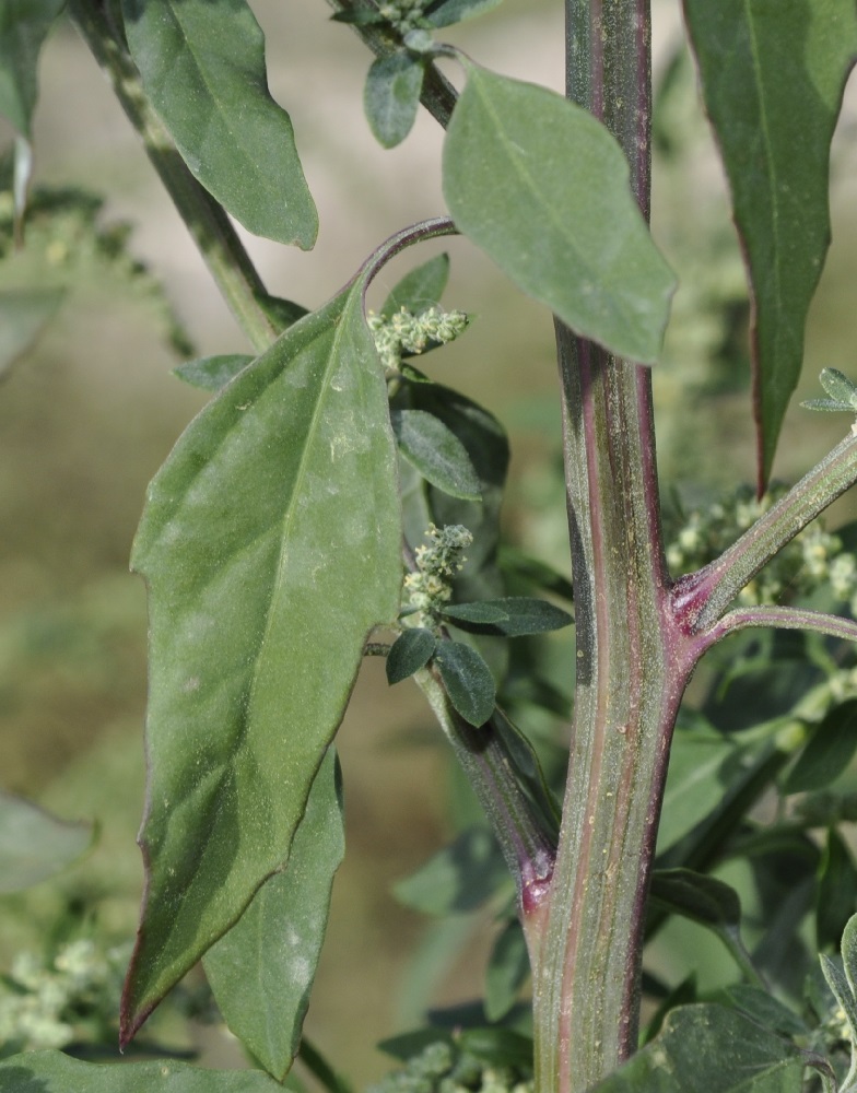 Изображение особи Chenopodium strictum.