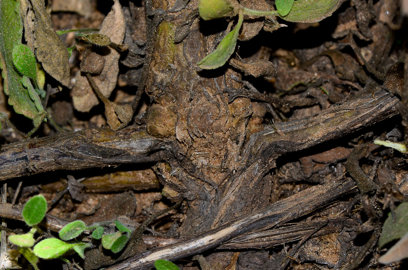 Image of Heterotheca subaxillaris specimen.