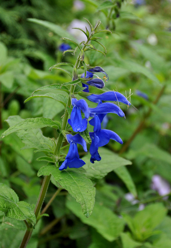 Изображение особи Salvia patens.