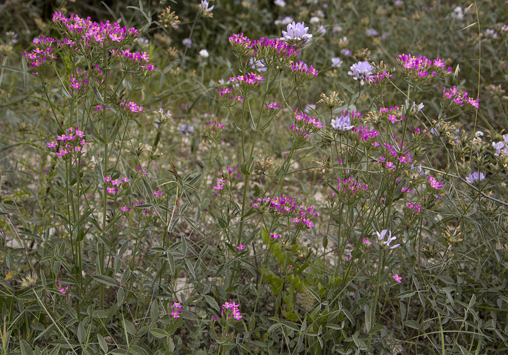 Image of genus Centaurium specimen.