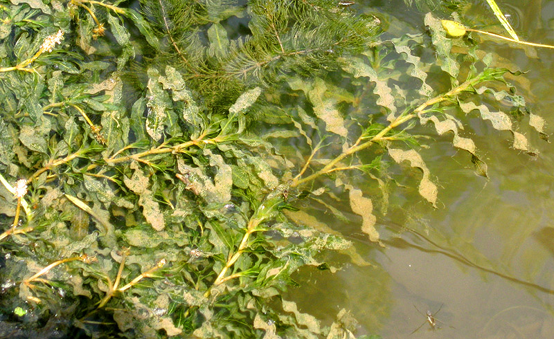 Image of Potamogeton crispus specimen.