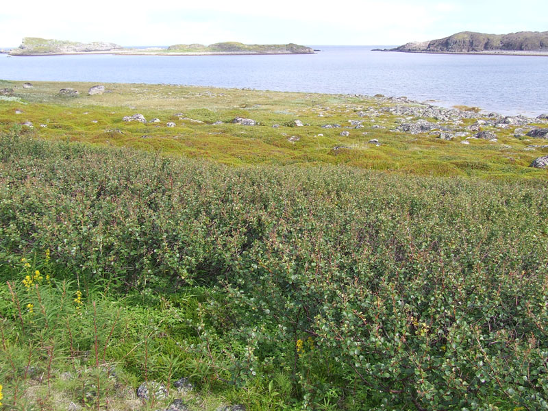 Image of Betula &times; alpestris specimen.