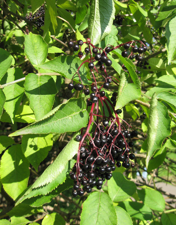 Image of Sambucus nigra specimen.