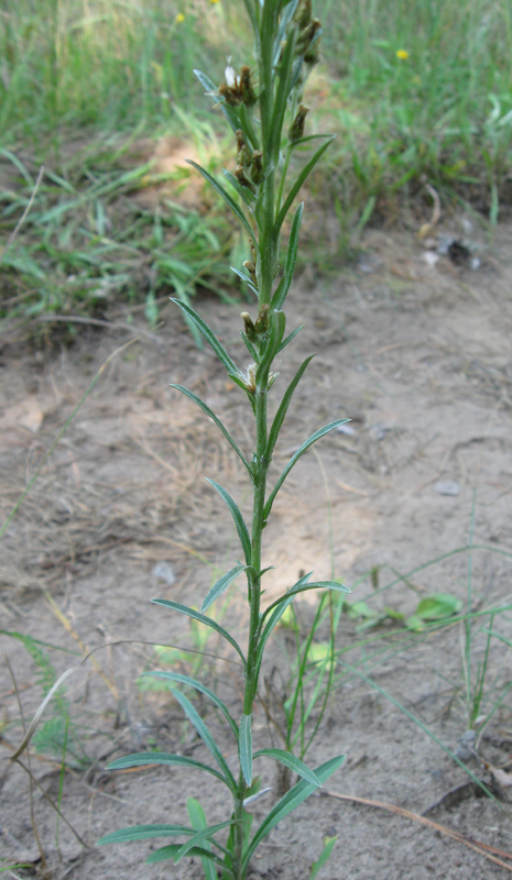 Изображение особи Omalotheca sylvatica.