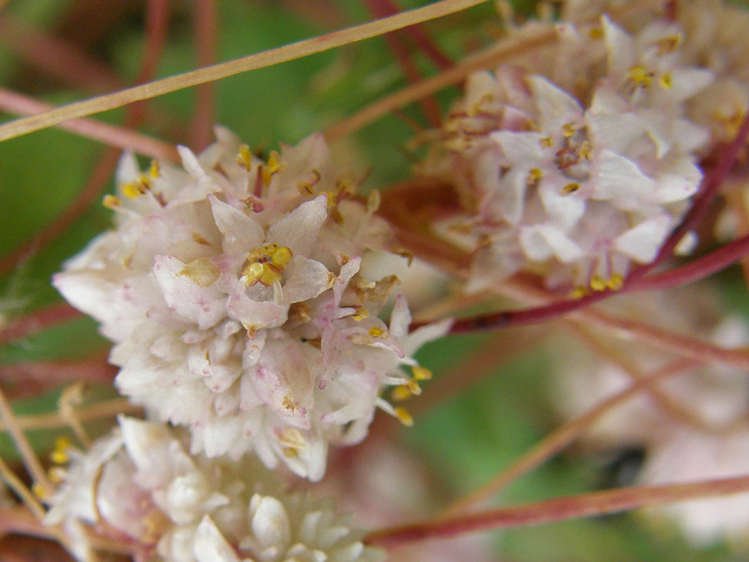 Image of Cuscuta approximata specimen.
