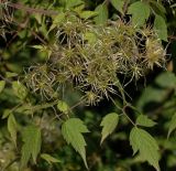 Clematis brevicaudata