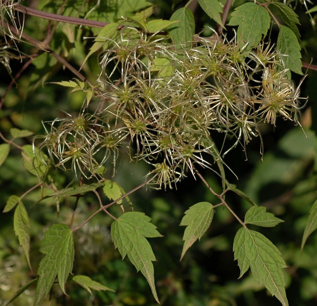 Изображение особи Clematis brevicaudata.