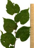 Tilia sibirica