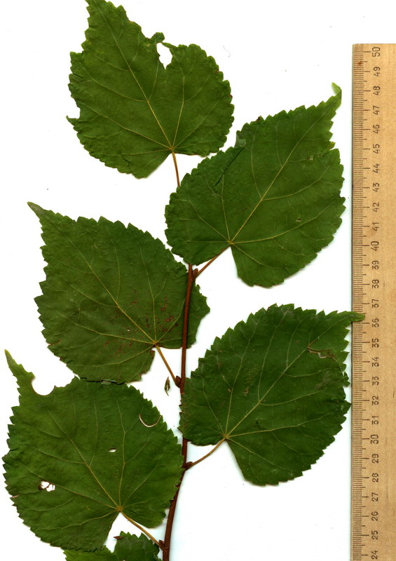 Image of Tilia sibirica specimen.
