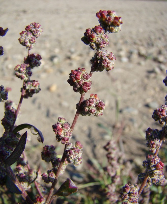 Изображение особи Chenopodium album.