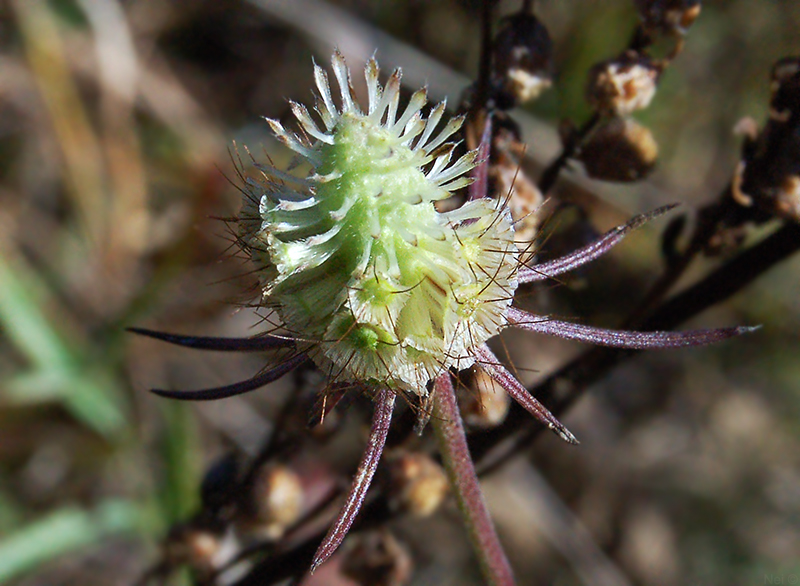 Image of Scabiosa ochroleuca specimen.