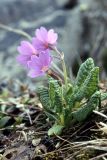 Primula amoena