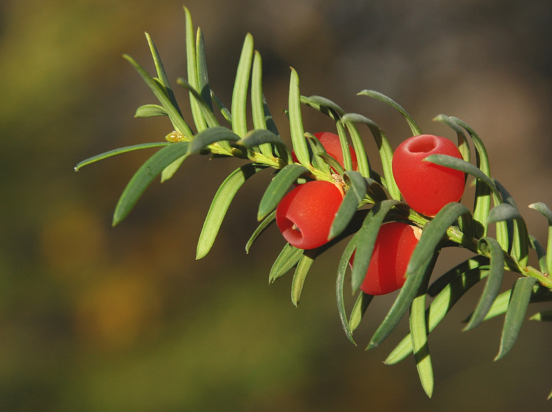 Image of Taxus baccata specimen.