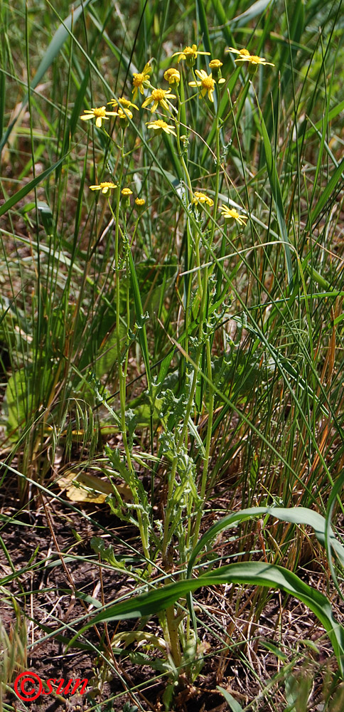 Изображение особи Senecio jacobaea.