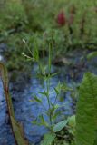 Epilobium pseudorubescens