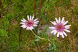 Tragopogon