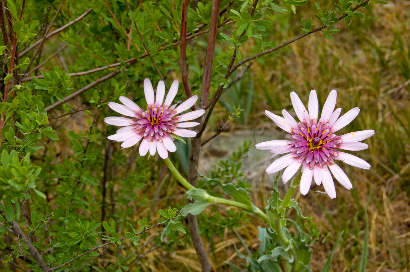 Изображение особи род Tragopogon.