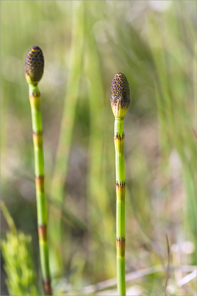 Изображение особи Equisetum fluviatile.