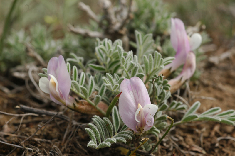 Изображение особи Astragalus pallasii.