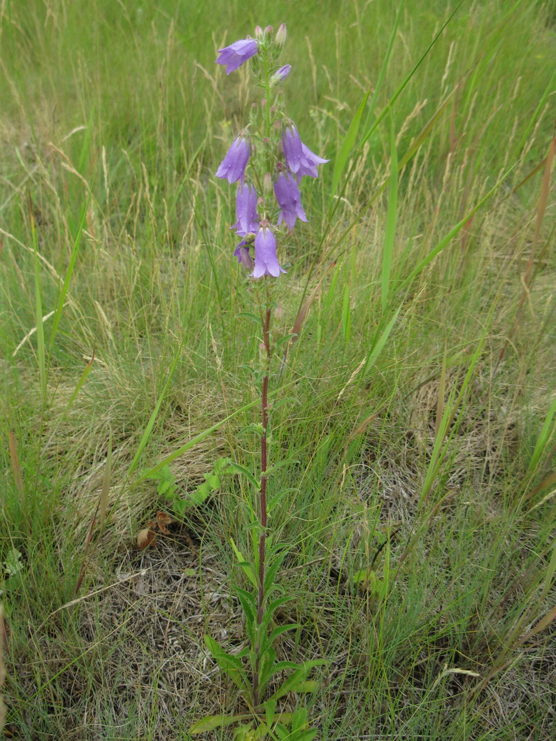 Изображение особи Campanula sibirica.