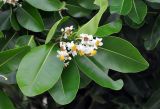 Calophyllum inophyllum. Верхушка побега с соцветием. Андаманские острова, остров Хейвлок, песчаный пляж. 30.12.2014.